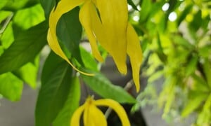 Ý nghĩa phong thủy của cây hoa dẻ