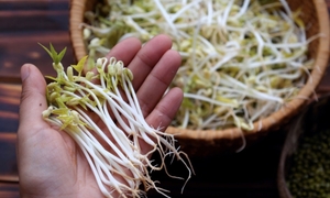 Phân biệt giá đỗ sạch và giá đỗ 'ngậm' hóa chất 