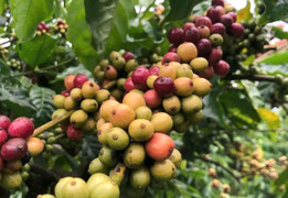 Giá cà phê hôm nay 15/2: Giảm nhẹ