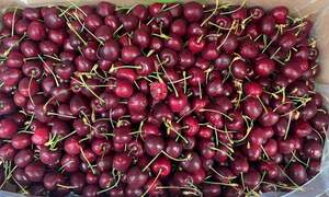 Cherry rẻ không ngờ bán khắp nơi, giá chỉ 120 -130 nghìn đồng/kg