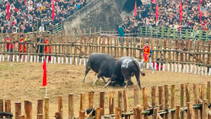 Cần dừng lễ hội chọi trâu trên toàn quốc