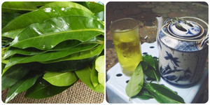 3 nhóm người không nên uống nước lá vối