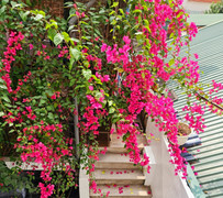 Cắt tỉa cành hoa giấy, sau bao lâu cây sẽ trổ bông?