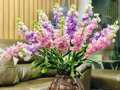 Loại hoa đẹp nhưng có độc mà nhiều người thích cắm trong nhà 