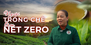 Người trồng chè 'thắng đậm' nhờ mô hình Net Zero