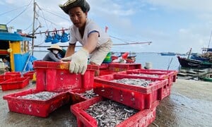Xuyên đêm bủa lưới ở Cù Lao Chàm, ngư dân xứ Quảng trúng đậm cả chục tấn cá cơm
