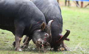 Trâu thủng mắt, gãy sừng, tục chọi tàn ác quá