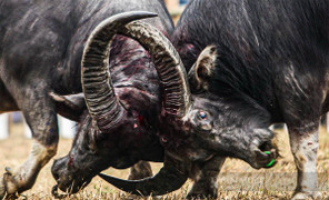 ‘Thay vì chọi trâu bạo lực, nên thi trâu khỏe, trâu đẹp’