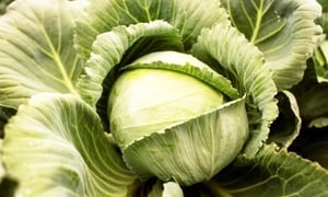 Những người nên hạn chế ăn bắp cải