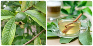 Tác dụng diệu kỳ của lá ổi với sức khoẻ