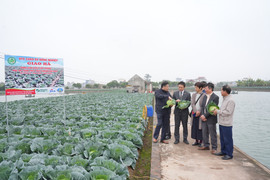 Tăng cường chuỗi giá trị cây trồng an toàn tại các tỉnh phía Bắc 