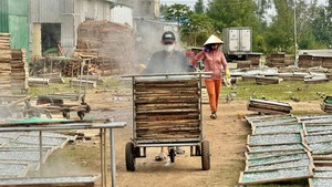 Ngư dân Quảng Ngãi trúng đậm cá cơm, nghề hấp cá tất bật vào vụ