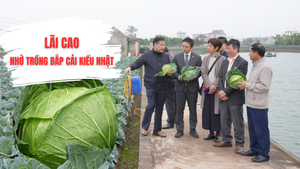 Bắp cải trồng theo công nghệ Nhật: Làm đến đâu bán hết đến đó