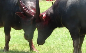 Chuyên gia văn hóa: 'Lễ hội chọi trâu bây giờ bị dày vò bởi đồng tiền'