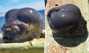 Ngư dân hết hồn khi bắt được 'sinh vật ngoài hành tinh' kỳ lạ