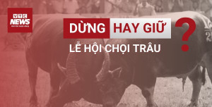 Dừng hay giữ lễ hội chọi trâu: Quyết định thuộc về ai? 