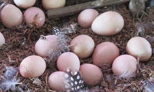 Mẹo phân biệt trứng gà bị tẩy trắng