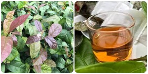 Cách nhận biết cây xạ đen thật - cây xạ đen giả