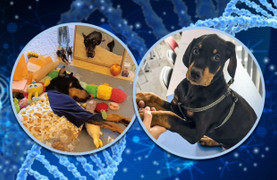 Trả 22.000 USD nhân bản chú chó quá cố