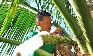 Thạc sĩ bỏ nghề về quê khởi nghiệp với cây dừa, thu 30 tỷ đồng mỗi năm
