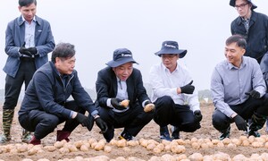 Việt Nam tìm cách giảm lượng khoai tây nhập khẩu