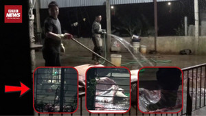 Đột nhập lò mổ lợn siêu bẩn ở Hà Nội, chủ cơ sở nói ‘nhà nào chẳng không phép'