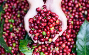 Giá cà phê hôm nay 19/3: Tiếp đà tăng, trong nước cao nhất 134.000 đồng/kg