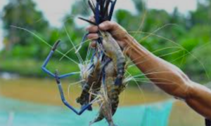 3,5 triệu bảng Anh thúc đẩy nuôi trồng thủy sản bền vững tại Việt Nam