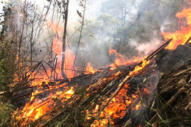 Thủ tướng yêu cầu xử lý nghiêm hành vi dùng lửa có nguy cơ gây cháy rừng
