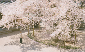 Ngắm bộ ảnh hoa anh đào Nhật Bản cực 'thơ' của nhiếp ảnh gia Việt