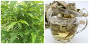 6 tác dụng của nước vối với sức khoẻ