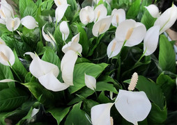 7 nguyên nhân khiến cây lan Ý còi cọc, khó nở hoa