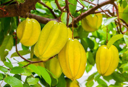 Một số bài thuốc dân gian từ quả và hoa khế