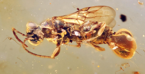 Sinh vật kỳ bí tồn tại trong hổ phách đến 99 triệu năm