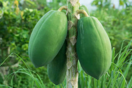 Tác dụng của quả và lá đu đủ với bệnh ung thư