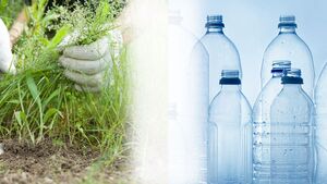 Hàn Quốc: Nghiên cứu mới biến cỏ dại thành nhựa sinh học