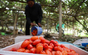 Nhót chín cây mua tại vườn rẻ bèo, xuống phố tiểu thương bán đắt gấp 5