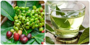 Uống nước vối hàng ngày có tác dụng gì?