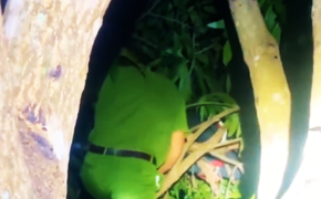 Đắk Lắk: Bé trai 9 tuổi ngủ quên trên ngọn cây, cả làng đổ xô đi tìm