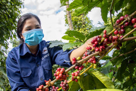 Giá cà phê hôm nay 6/4: Trong nước giảm mạnh, thế giới ổn định