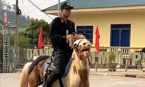 Chú ngựa nổi tiếng mạng xã hội tập luyện cho đợt diễu binh mừng lễ 30/4