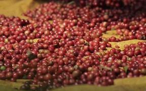 Giá cà phê hôm nay 7/4: Thế giới giảm, trong nước ổn định