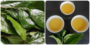 Uống nước chè tươi hàng ngày có tác dụng gì?