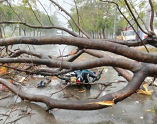 Mưa đá ở Bình Dương làm cây đổ vào xe máy chở 3 mẹ con