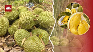 Ngành sầu riêng Việt Nam trước nguy cơ mất thị trường tỷ dân?