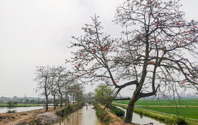 Hàng cây hoa gạo nổi tiếng bị chặt cành sau khi cấm thu phí gây bức xúc mạnh