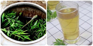 Uống nước lá đinh lăng có tác dụng gì với sức khoẻ?
