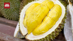 Sầu riêng - 'mỏ vàng' tỷ đô gặp khó: Cần làm gì để vượt qua?