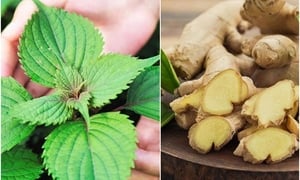 Hai bài thuốc từ lá tía tô và gừng giúp giải cảm, giảm đau bụng