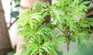 Bài thuốc chữa bệnh từ cây đinh lăng